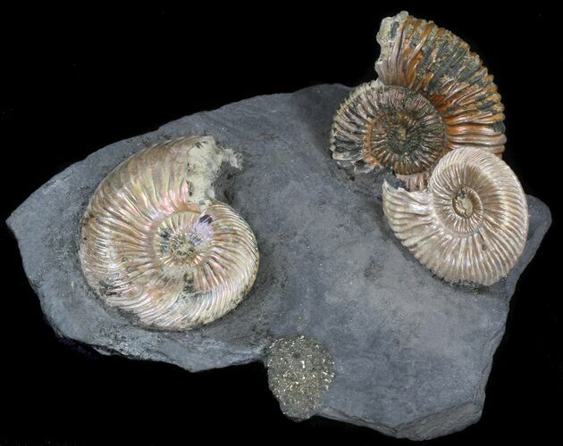 Iridescent Ammonite Fossils Mounted In Shale - x #38110